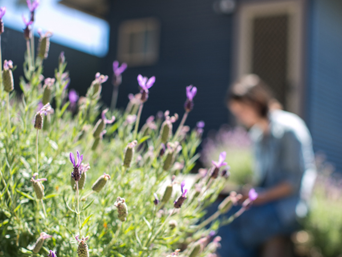 A closeup of a lavender plant with a person seated in the background.